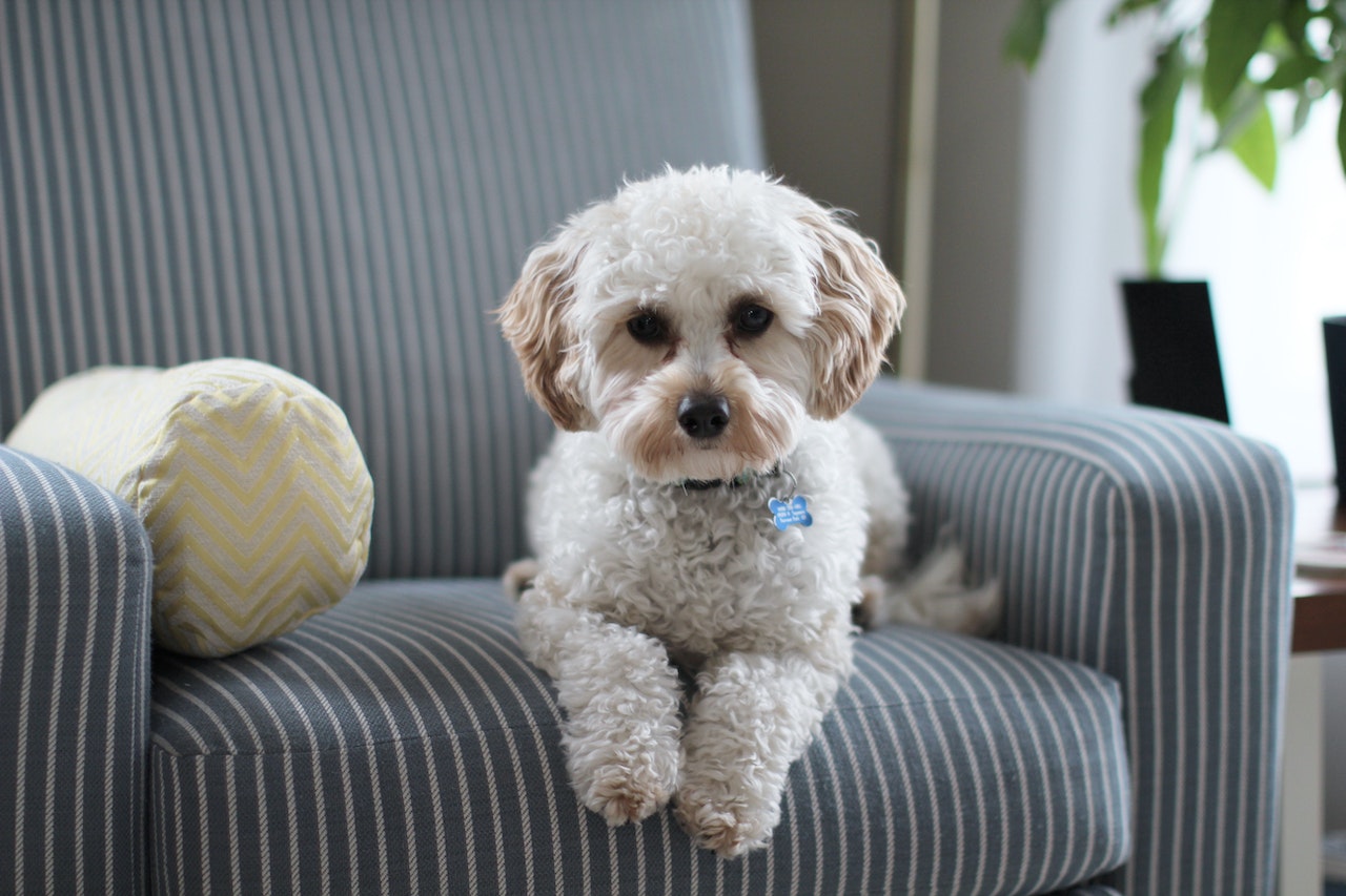 Top 5 Wayfair's Pet Products for Spoiled Fur Babies